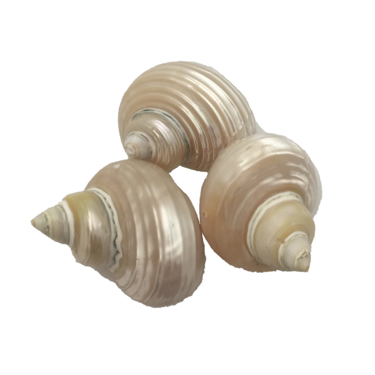 Telempu Shell/5pc
