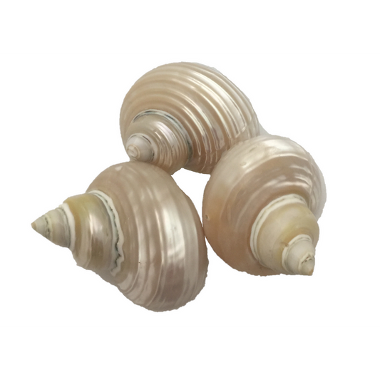 Telempu Shell/5pc