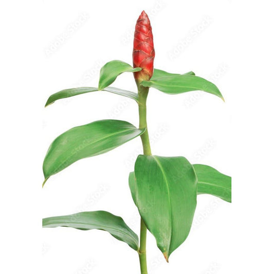 Mini WW Flower Buds /6pc mix