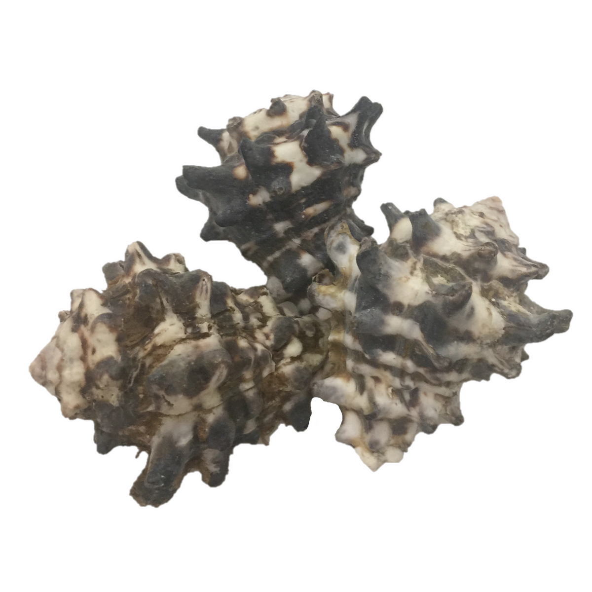 Mengkudu Shell/5pc