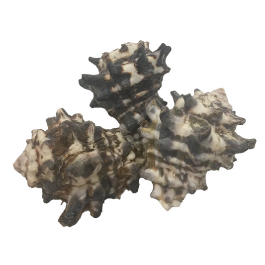 Mengkudu Shell/5pc